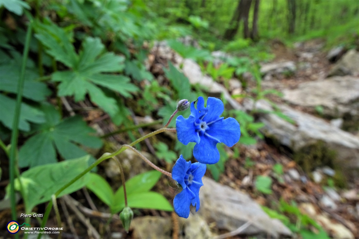 60 Fiori di Veronica comune - 'Occhi della Madonna'.JPG